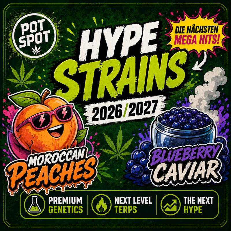 Cannabis Hype Strains 2026/2027 mit Black Maple, Toad Venom, John Truffolta, Blueberry Caviar, Moroccan Peaches, Brain Wash und Scented Marker sowie Trend-Genetiken wie Sherbanger, Blueberry, Lemon Tree, GMO, Chem, OZ Kush, Z und Permanent Marker – die spannendsten neuen Cannabis-Genetiken im Überblick.