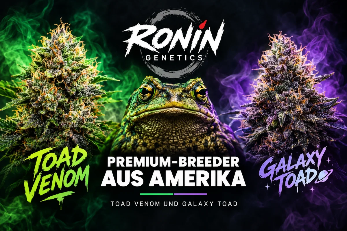 Ronin Genetics Toad Venom und Galaxy Toad – Premium-Breeder aus Amerika mit Fokus auf moderne Cannabis-Genetiken. Toad Venom und Galaxy Toad im direkten visuellen Fokus. Mehr über Ronin Genetics, Toad Venom und Galaxy Toad erfahren: [krumme-gurken.com/ronin](https://krumme-gurken.com/ronin?utm_source=chatgpt.com)