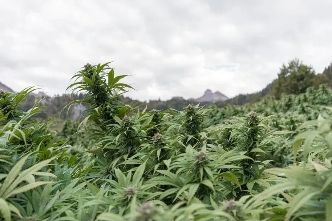 Cannabis in den Bergen 